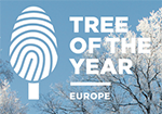 Głosujemy na Drzewo Europy — Dąb z Abramcewa!
